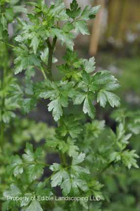 Herb Flat Leaf Parsely